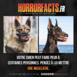 Fact 0054 - Horreur Fact Horrorfacts.fr