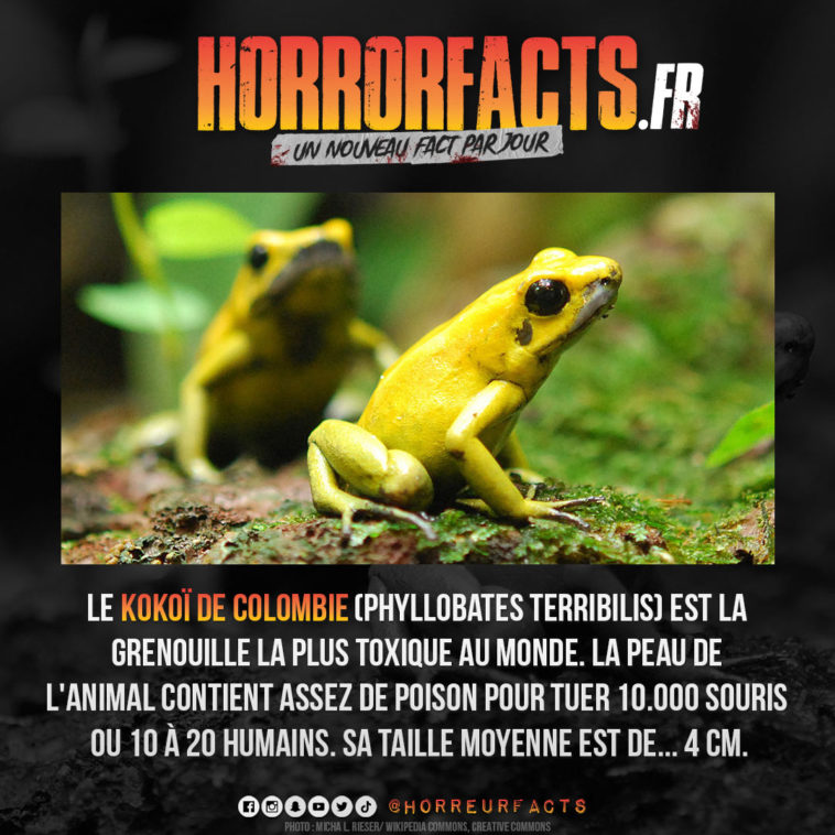 Fact 0105 - Horreur Fact Horrorfacts.fr