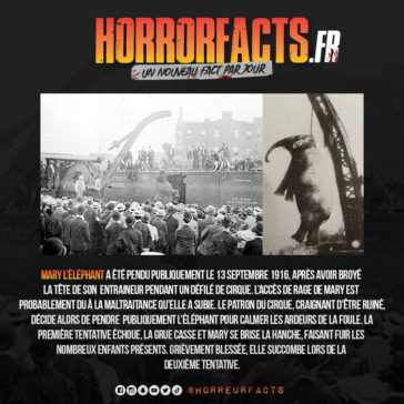 Fact 0107 - Horreur Fact Horrorfacts.fr